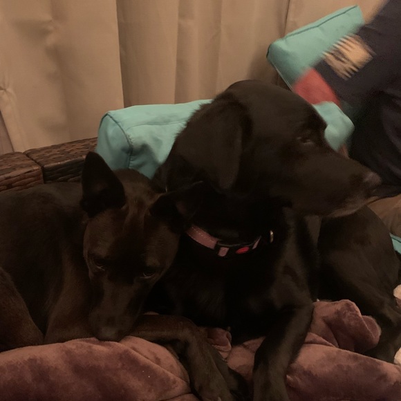 Meet your Posher, Stacey - Picture 4 of 5